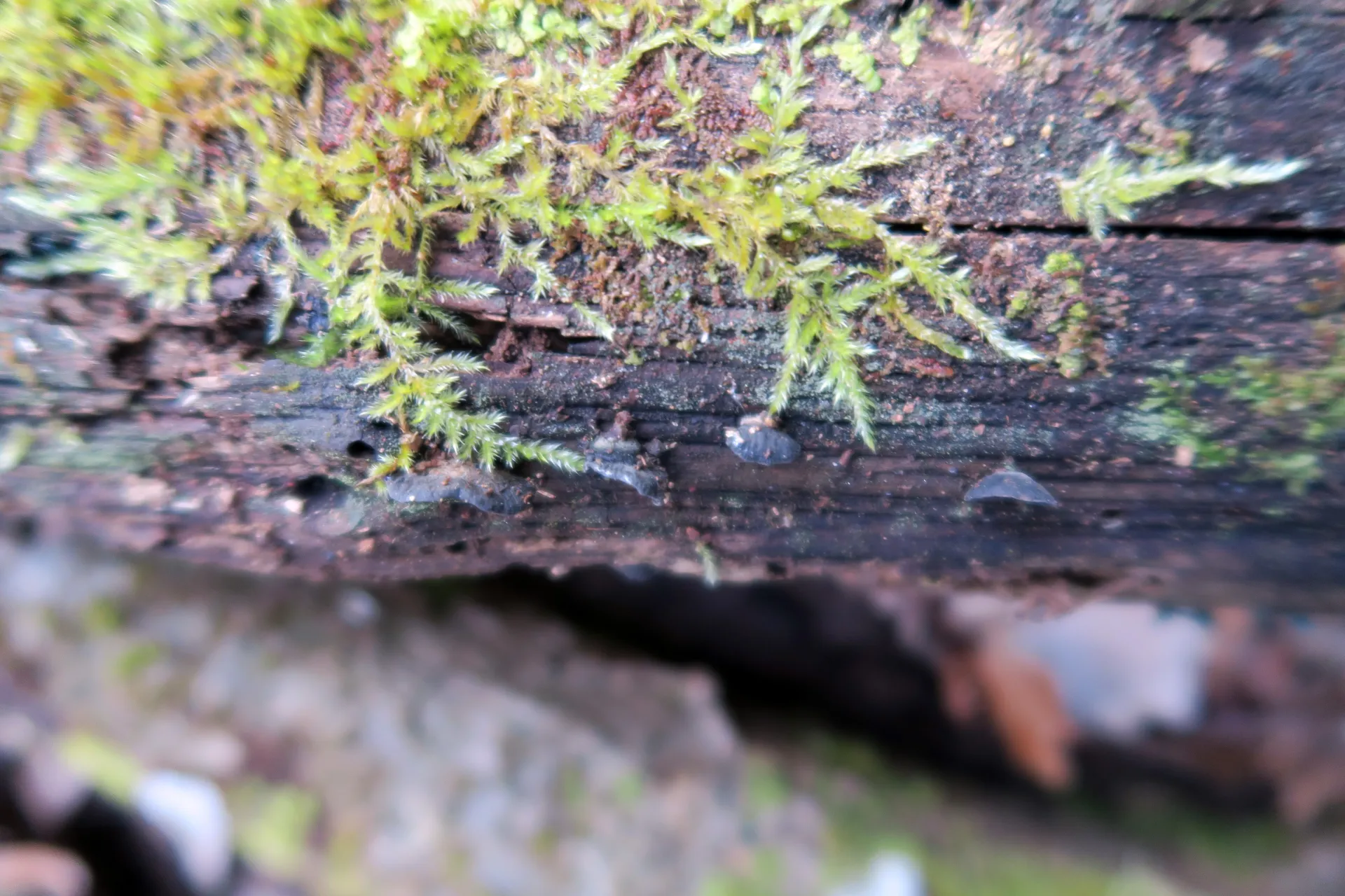 Hohenbuehelia nigra - 1